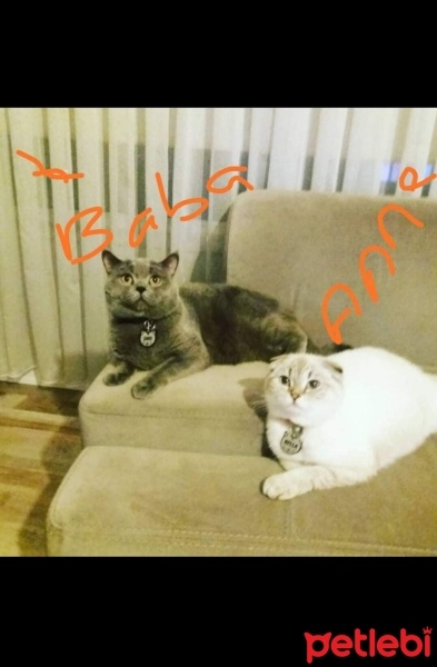 British Shorthair, Kedi  Şans fotoğrafı