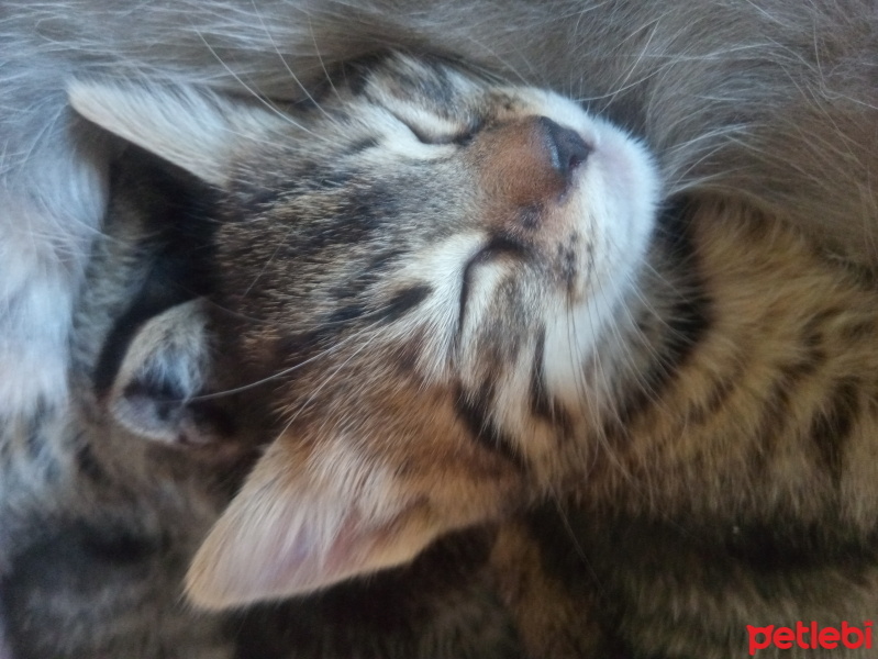 Tekir Kedi, Kedi  4 kardeş fotoğrafı
