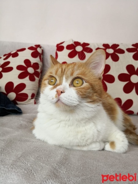 Sarman, Kedi  Bobo fotoğrafı
