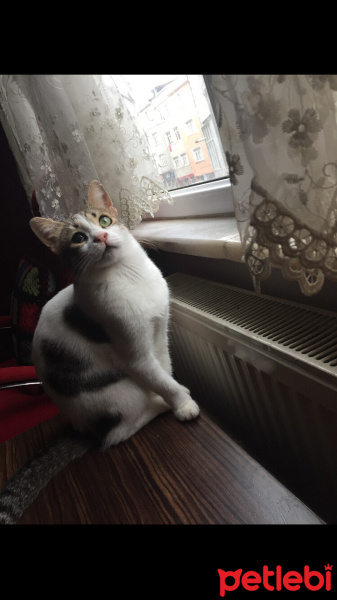 Soke, Kedi  Bekir fotoğrafı