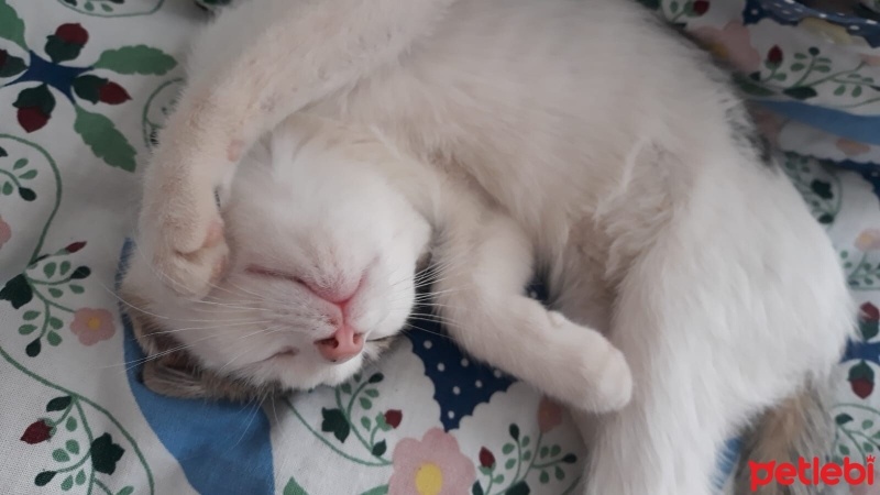 Tekir Kedi, Kedi  Hera fotoğrafı