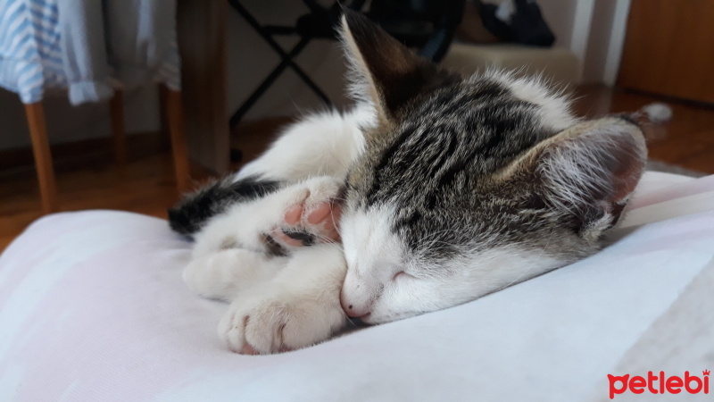 Tekir Kedi, Kedi  Hera fotoğrafı