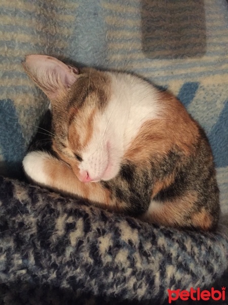 Soke, Kedi  Zilli fotoğrafı