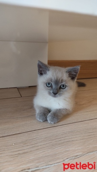 British Shorthair, Kedi  Pati fotoğrafı