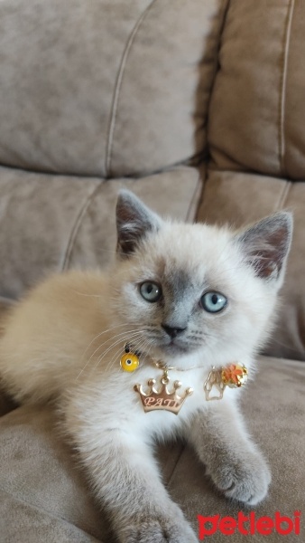 British Shorthair, Kedi  Pati fotoğrafı