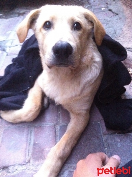 Golden Retriever, Köpek  Kafka fotoğrafı