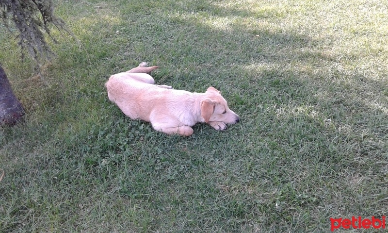 Golden Retriever, Köpek  Kafka fotoğrafı