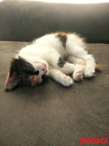 Norwegian Forest, Kedi  Bal fotoğrafı