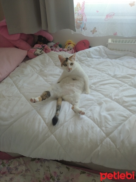 Tekir Kedi, Kedi  Tarçın fotoğrafı