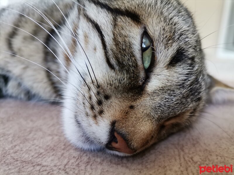 Tekir Kedi, Kedi  Garip fotoğrafı