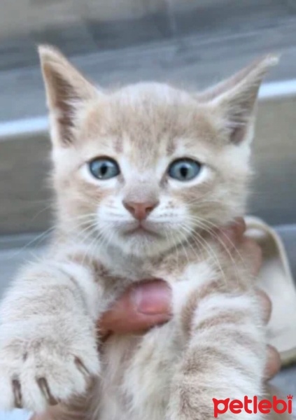 Tekir Kedi, Kedi  Miya fotoğrafı