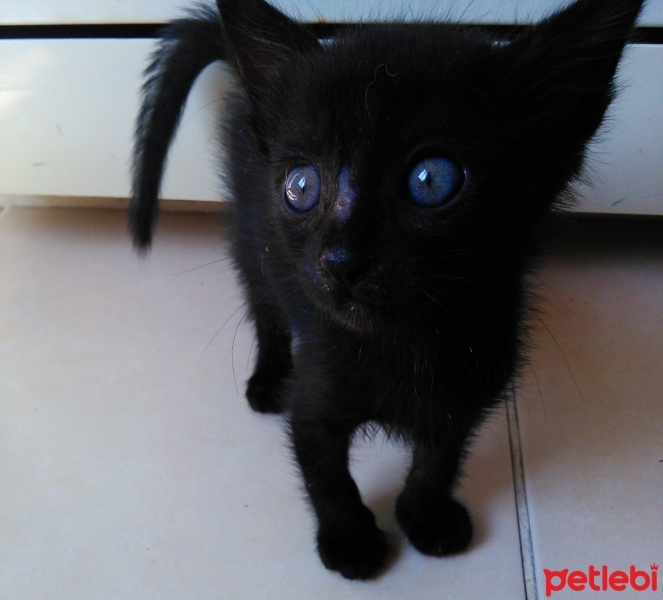 Bombay, Kedi  Mira ve çınar  fotoğrafı