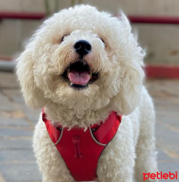 Maltese, Köpek  Nikos fotoğrafı