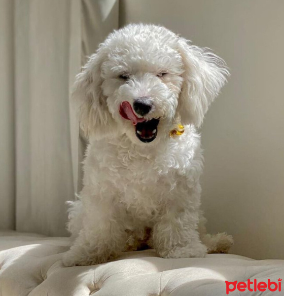 Maltese, Köpek  Nikos fotoğrafı
