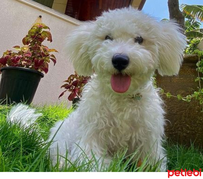 Maltese, Köpek  Nikos fotoğrafı