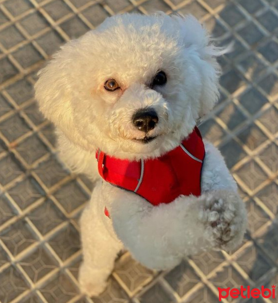 Maltese, Köpek  Nikos fotoğrafı