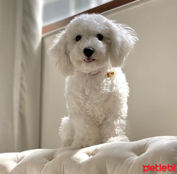 Maltese, Köpek  Nikos fotoğrafı