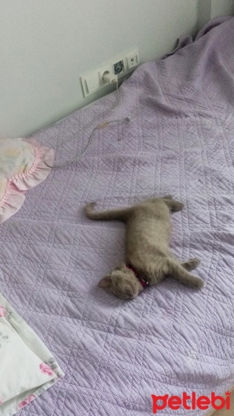 British Shorthair, Kedi  Balım fotoğrafı