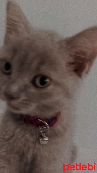 British Shorthair, Kedi  Balım fotoğrafı