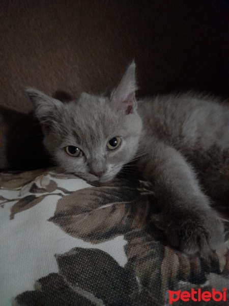 British Shorthair, Kedi  Balım fotoğrafı