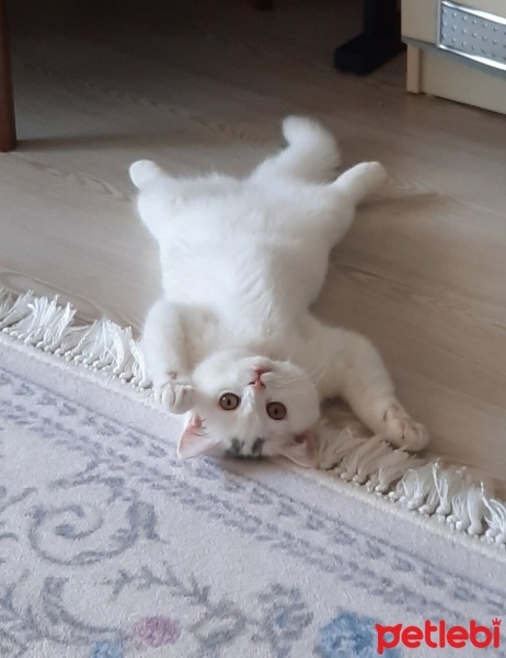 British Shorthair, Kedi  Köpük fotoğrafı