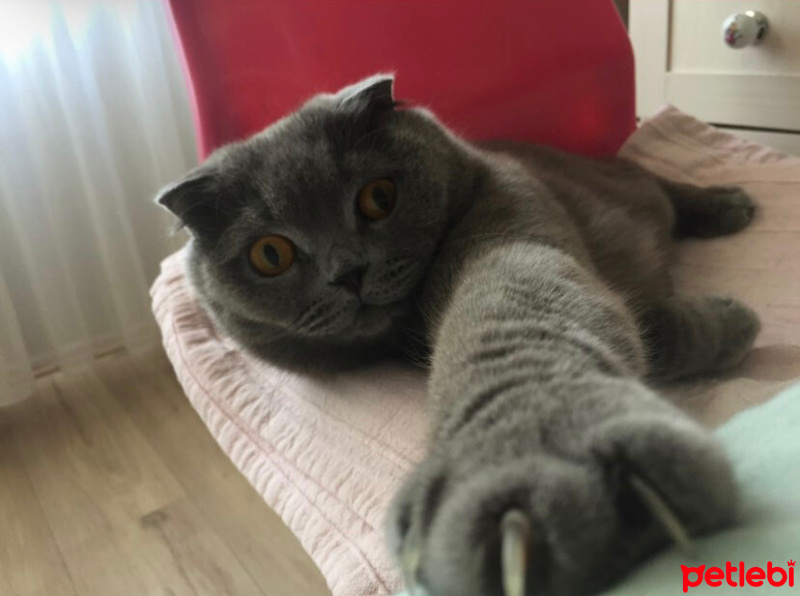 Scottish Fold, Kedi  Ponçik fotoğrafı