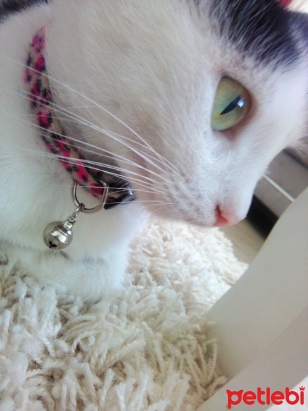 Bombay, Kedi  4 kedi 1 köpek fotoğrafı