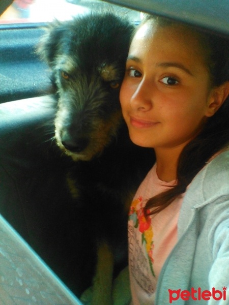 Bombay, Kedi  4 kedi 1 köpek fotoğrafı