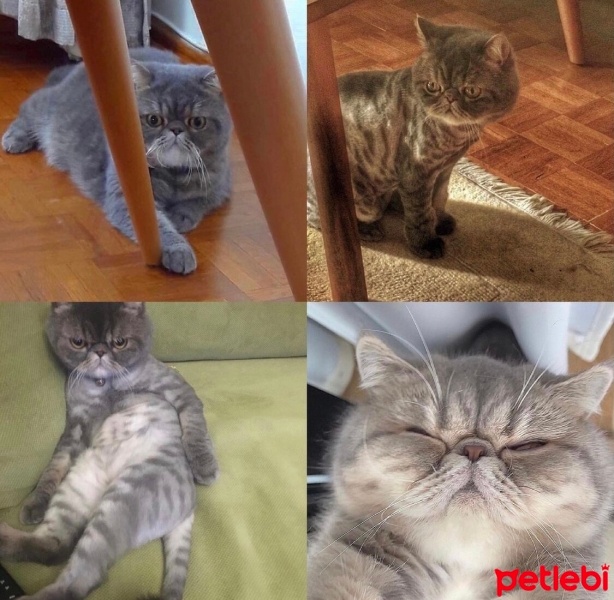 Exotic Shorthair, Kedi  Zeytin fotoğrafı