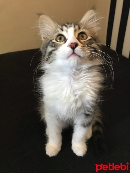 Norwegian Forest, Kedi  Bihter fotoğrafı