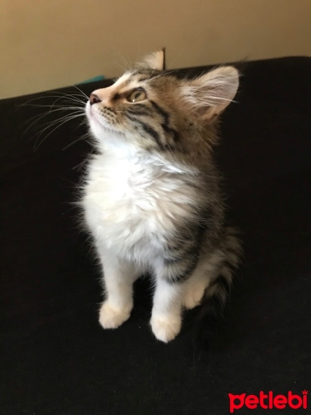 Norwegian Forest, Kedi  Bihter fotoğrafı