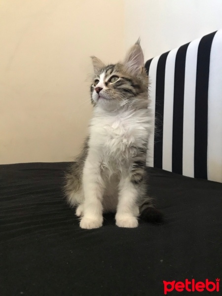 Norwegian Forest, Kedi  Bihter fotoğrafı