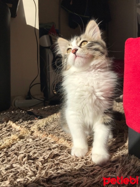 Norwegian Forest, Kedi  Bihter fotoğrafı