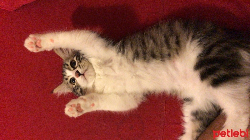 Norwegian Forest, Kedi  Bihter fotoğrafı