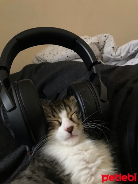 Norwegian Forest, Kedi  Bihter fotoğrafı
