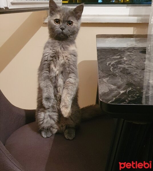 British Shorthair, Kedi  TOSBİK fotoğrafı