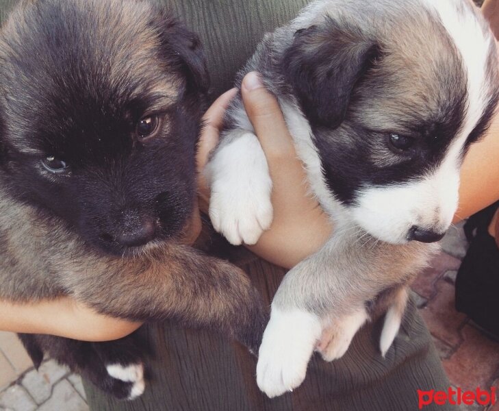 Akbaş, Köpek  Boz ve panda fotoğrafı