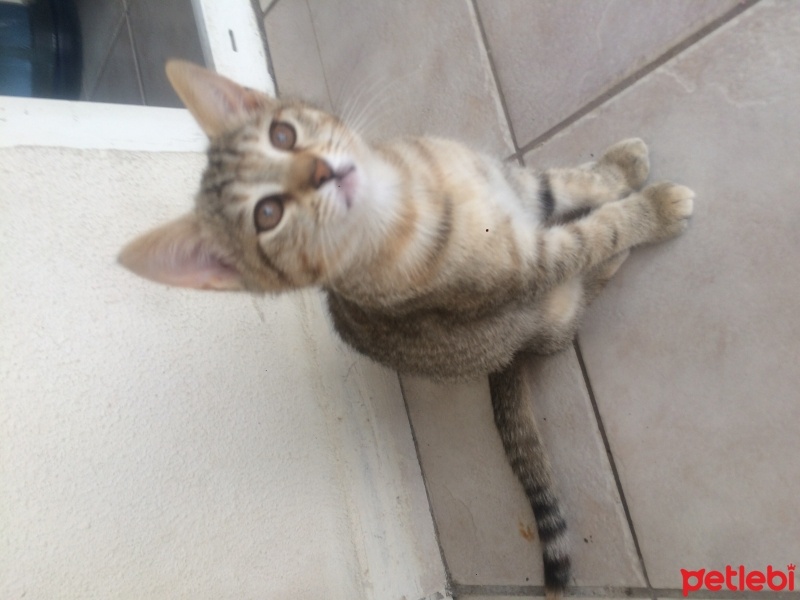 Tekir Kedi, Kedi  Tekirkedi Abeş soyu fotoğrafı