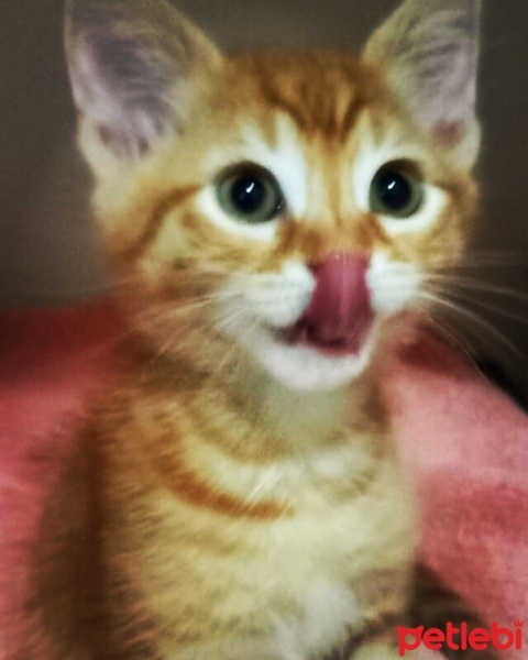 Tekir Kedi, Kedi  Tekirkedi Abeş soyu fotoğrafı