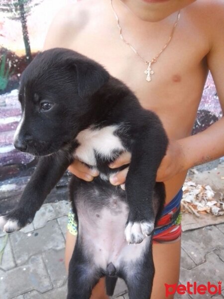 Akbaş, Köpek  Zeytinn fotoğrafı