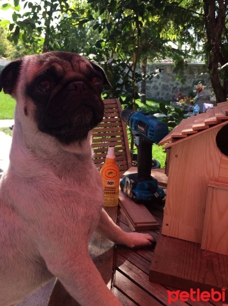 Pug, Köpek  Odi fotoğrafı