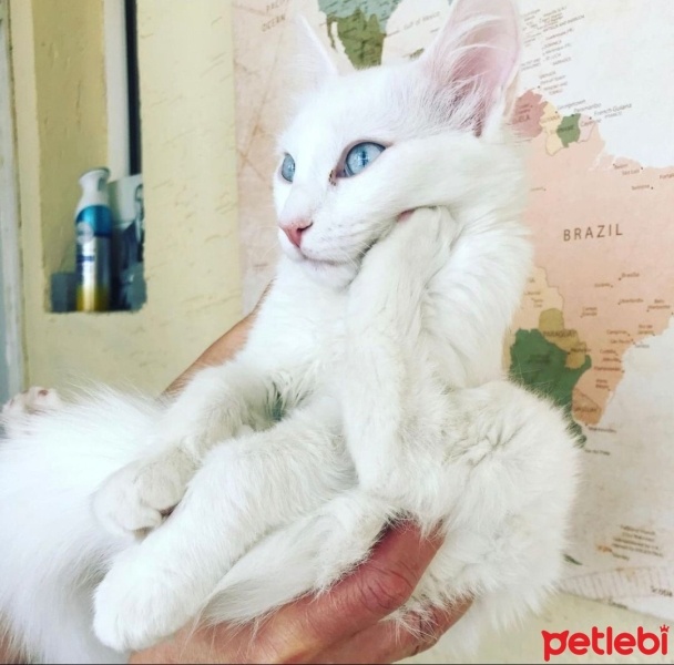 Van Kedisi, Kedi  pamuk fotoğrafı