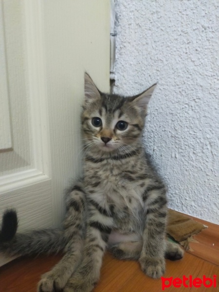 Tekir Kedi, Kedi  Papatya fotoğrafı