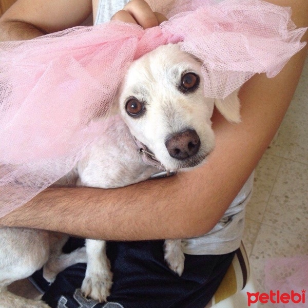 Poodle (Minyatür Kaniş), Köpek  Köpük fotoğrafı