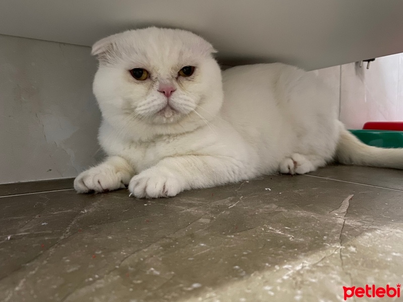 Scottish Fold, Kedi  Ponçik fotoğrafı