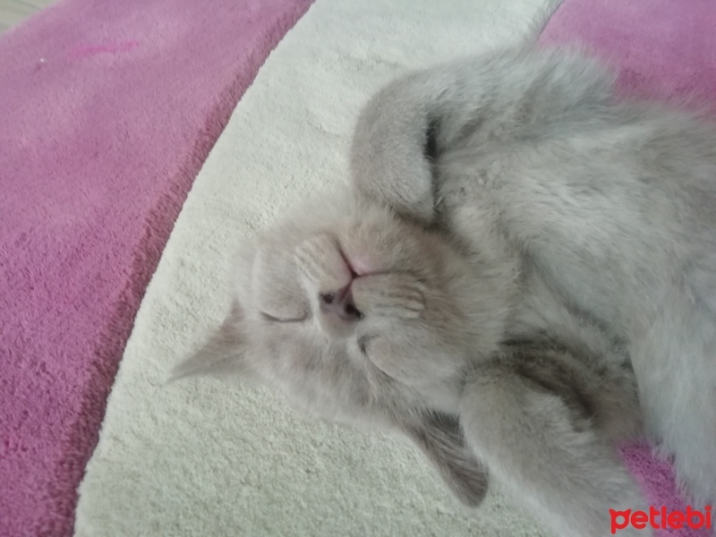 British Shorthair, Kedi  Haydut fotoğrafı