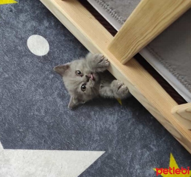 British Shorthair, Kedi  Haydut fotoğrafı