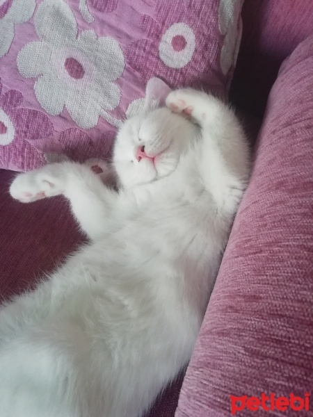 British Shorthair, Kedi  Kaymak fotoğrafı