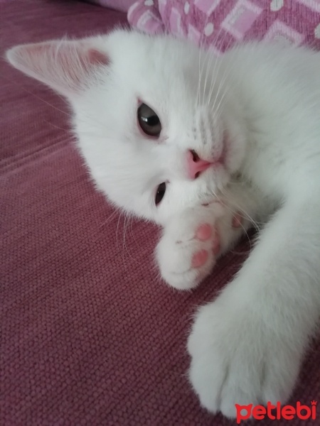 British Shorthair, Kedi  Kaymak fotoğrafı