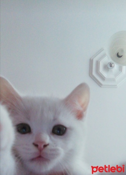 British Shorthair, Kedi  Kaymak fotoğrafı